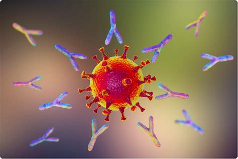 Structure of monoclonal antibody that can potently neutralize SARS-CoV ...