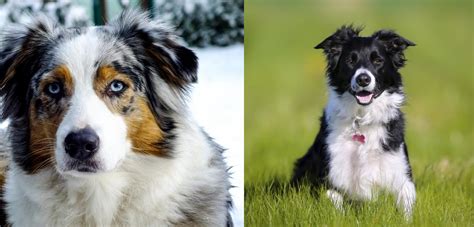 Australian Border Collie Puppies