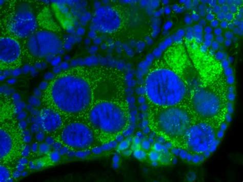 Secrets of Wolbachia revealed | Microbiology