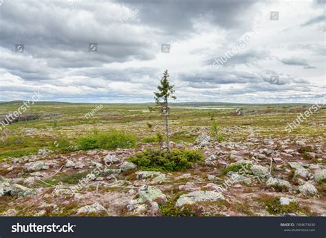 13 Old tjikko Images, Stock Photos & Vectors | Shutterstock