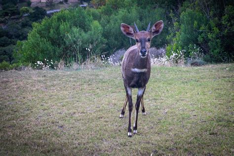 Photo of an Antelope with Horns · Free Stock Photo