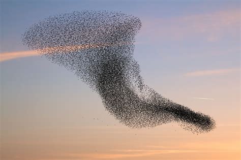 Download wallpaper Birds, flock, swarm, vortex free desktop wallpaper ...