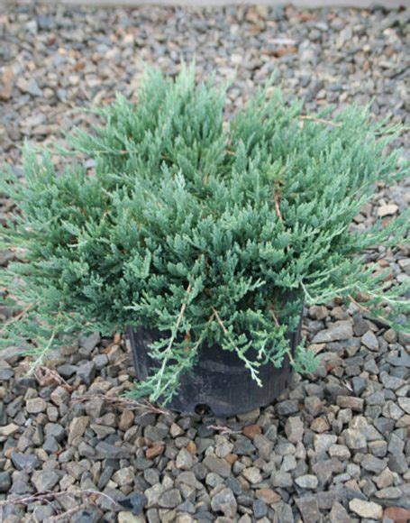 Juniperus horizontalis ‘Bar Harbor’ - Moon Nurseries