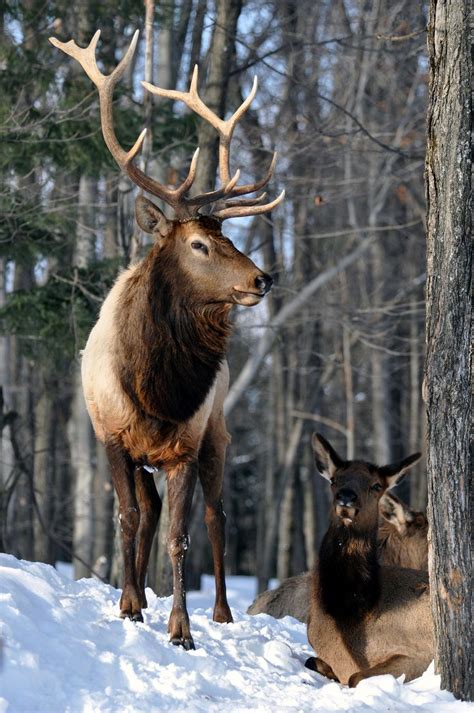 Wapiti | Wapiti, Wild animals photography, Elk pictures