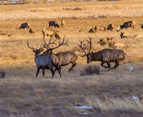 Christmas book-10-2.jpg | Elk pictures, Animals, Elk hunting