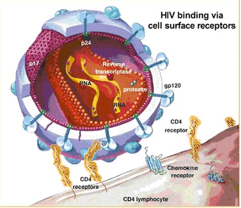 Team:NYMU-Taipei/Project/Receptor/CD4 - 2009.igem.org