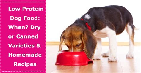 Low Protein Dog Food: When? Dry or Canned Varieties & Homemade Recipes - PetXU