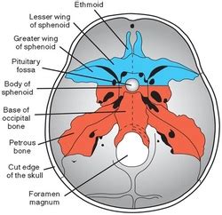 Development of Skull - DEVELOPMENT OF HUMAN SKELETAL SYSTEM