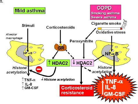 Figure 5 from Inhaled Corticosteroids | Semantic Scholar