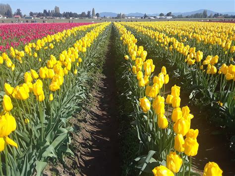 Skagit Valley Tulip Festival, Washington (April 2019) | Jenny S.W. Lee