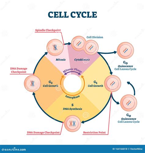 Cell Cycle Phases Vector Illustration | CartoonDealer.com #250761614