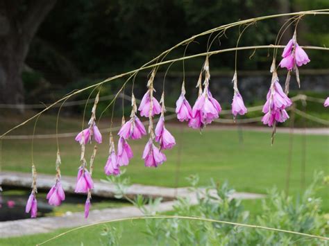 Dierama Plants: Information On Wandflower Plant Care