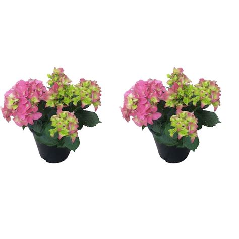 Pink Hydrangea Flowering Shrub in 2.5-Quart Pot 2-Pack in the Shrubs ...