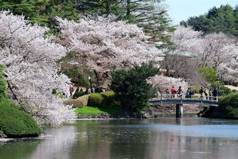 Enjoy Late Cherry Blossoms at Tokyo's Beautiful Shinjuku Gyoen | JAPAN Forward