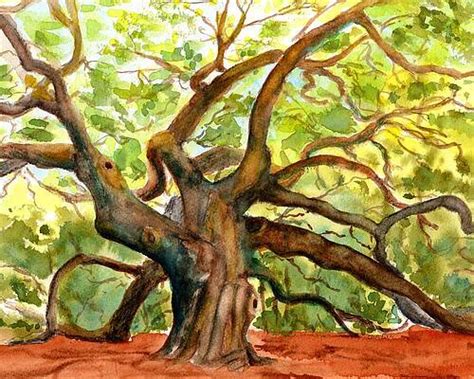 Drawings of Old Oak Trees - Lockwood Eaketury