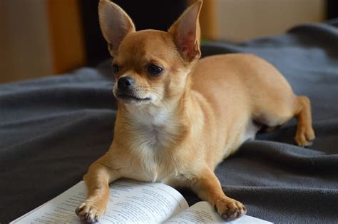 Fat Chihuahua: Reasons and Solutions - DuePet