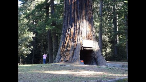 Drive-Thru Redwood Tree World Famous Chandelier Tree Forest Leggett ...