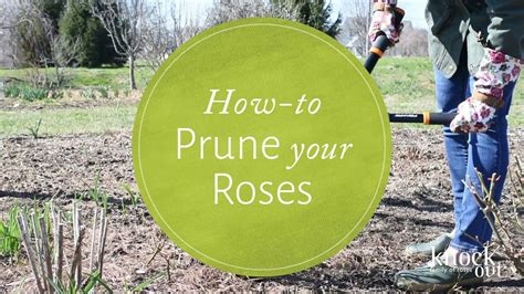 Pin on HOW TO: KNOCK OUT® ROSES