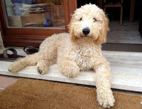 77+ Golden Retriever And Poodle Mix For Sale - l2sanpiero