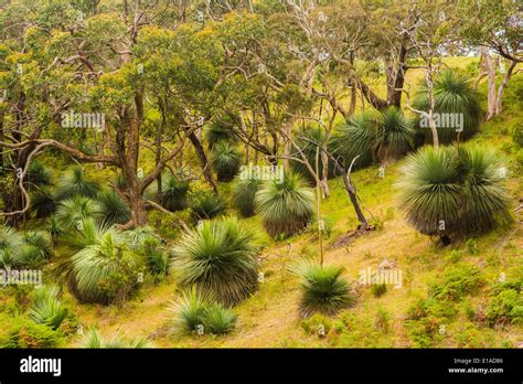 Grass trees in Australian forest, Fleurieu Peninsula, South Australia ...