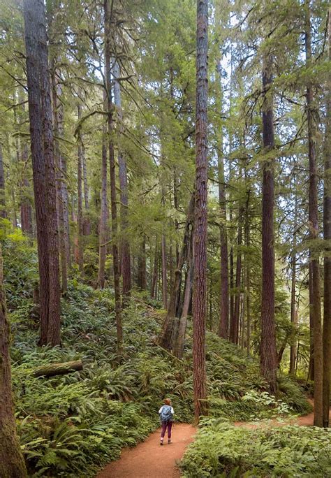 11 Incredible Hikes Near Cannon Beach along the Oregon Coast - Uprooted Traveler