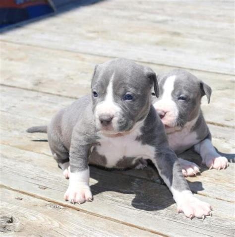 Bully Pits For Sale Pitbull Pocket Puppies Bully Pit Steelhead