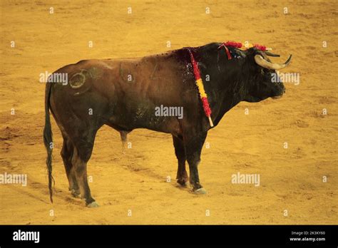 Bullfight in Spain Stock Photo - Alamy