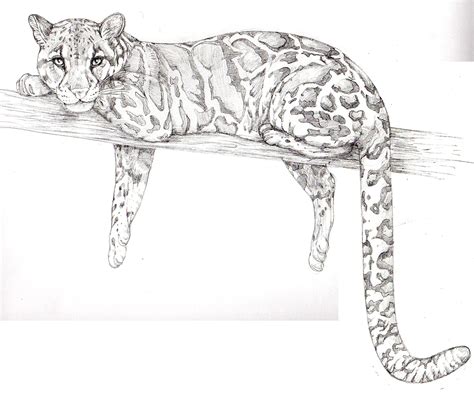 Clouded Leopard Drawing