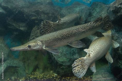 Alligator gar fish in aquarium tank. Stock Photo | Adobe Stock