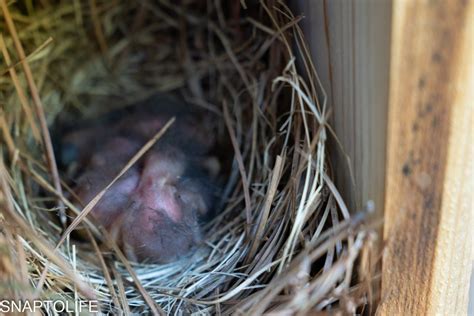 Eastern Bluebird Hatchlings-Day 1