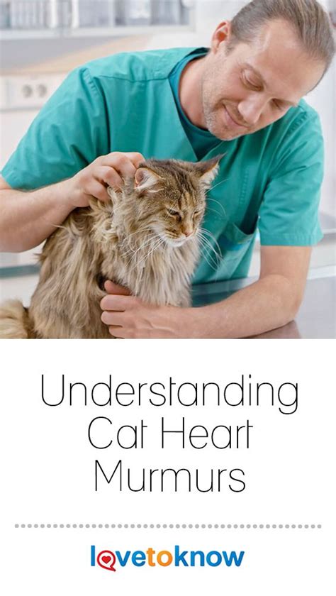 Understanding Cat Heart Murmurs | LoveToKnow | Heart murmur, Medical ...