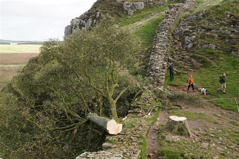 Who cut down the Sycamore Gap? Everything we know