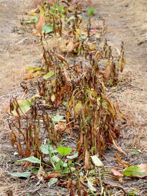 Accidental Herbicide Injury - Fixing Herbicide Spray Drift On Plants