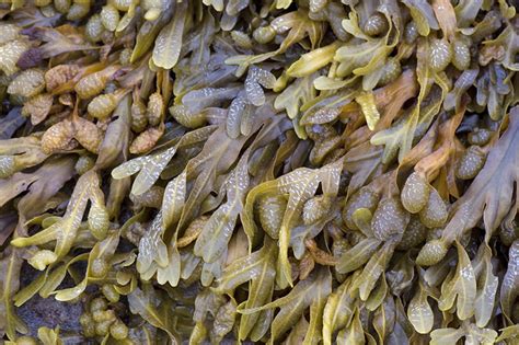 Fucus spiralis (Fucaceae) | Fucus spiralis (Spiral wrack), s… | Flickr