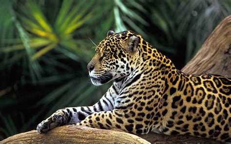 HD wallpaper: Jaguar in Amazon Rainforest, black and brown leopard ...