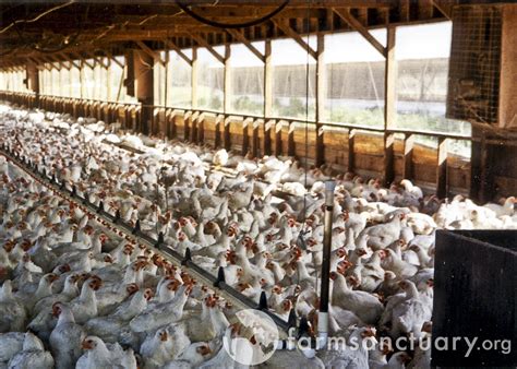 Life on Factory Farms for Chickens Raised for Meat - Humane Decisions