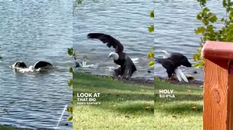 Viral video: Bald eagle catches fish, swims with it to shore - WATCH