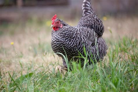 Which Chicken Breeds Lay Pink Eggs? — Practical Self Reliance