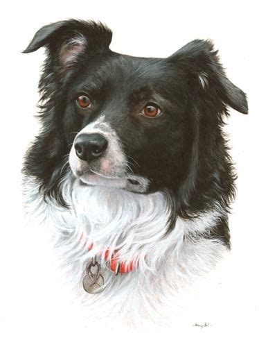 Border Collie Pet Portrait in watercolour by Tracy Hall | Dog portraits ...