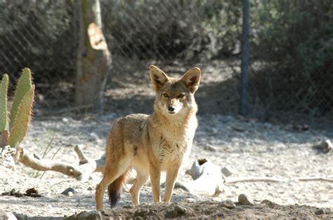 Coyote on habitat at The Living Desert Zoo and Gardens Coyote, Habitats ...