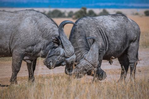 The African Buffalo. Discover Africa's Legendary Untamed Beast facts.