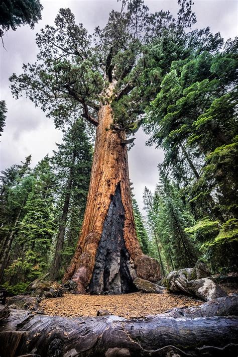 10 Oldest Trees in America - Oldest.org