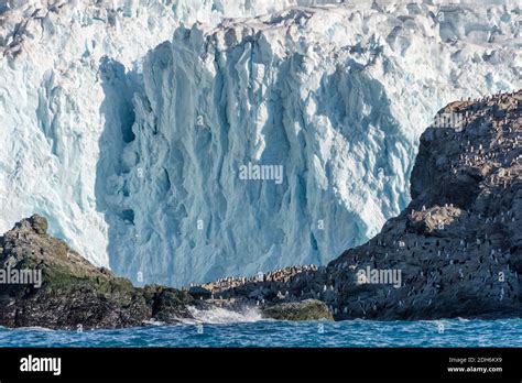 Penguins on the island, Point Wild, Elephant Island, Antarctica Stock Photo - Alamy