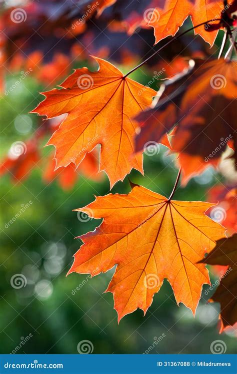 Red autumn leaves stock photo. Image of forest, colored - 31367088