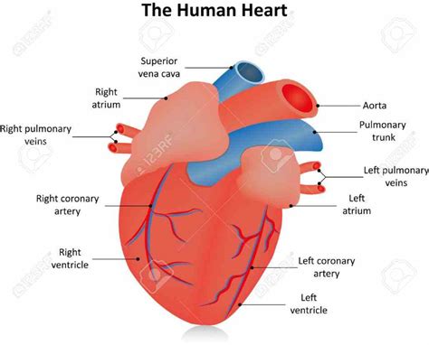 Labeling Heart Diagram