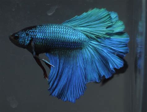 Blue Betta Fish