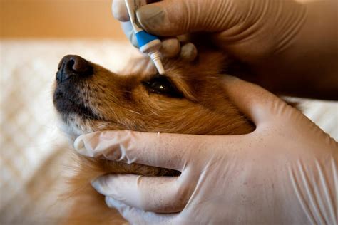 How Do You Apply Terramycin To Dogs Eyes