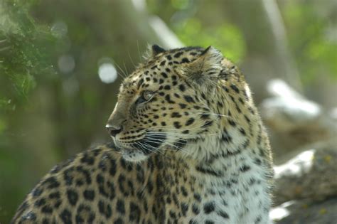 Amur Leopard on habitat at The Living Desert | Amur leopard, Habitats ...