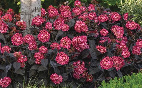 Buy Eclipse Red Bigleaf Hydrangea | FREE SHIPPING | Wilson Bros Gardens ...