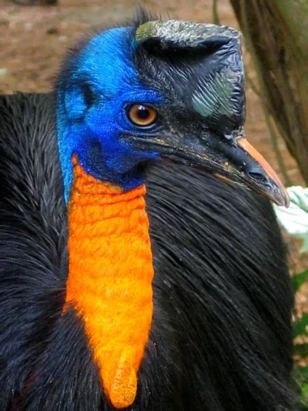 Northern cassowary - Facts, Diet, Habitat & Pictures on Animalia.bio